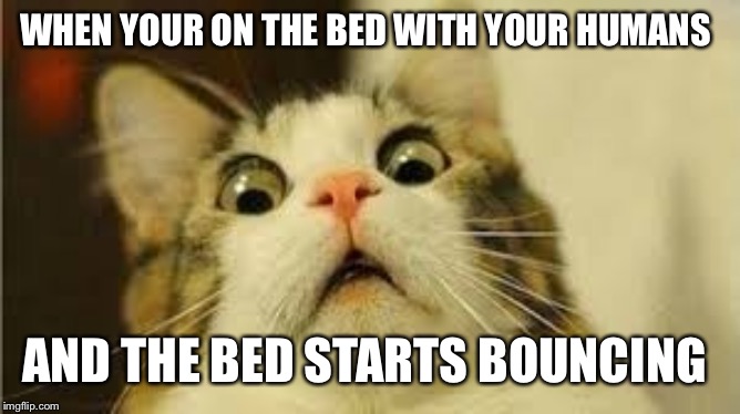 Funny animals | WHEN YOUR ON THE BED WITH YOUR HUMANS; AND THE BED STARTS BOUNCING | image tagged in funny animals | made w/ Imgflip meme maker