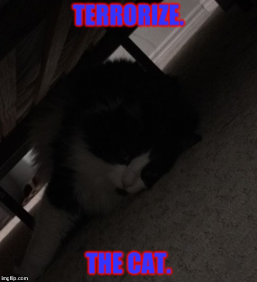 Terrorize. The. Cat. | TERRORIZE. THE CAT. | image tagged in cats | made w/ Imgflip meme maker