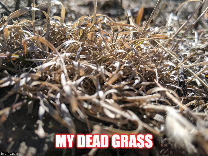 MY DEAD GRASS | image tagged in idk | made w/ Imgflip meme maker