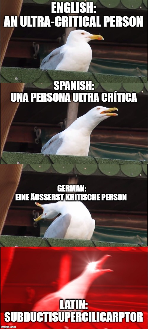 Inhaling Seagull Meme | ENGLISH:
AN ULTRA-CRITICAL PERSON; SPANISH:
UNA PERSONA ULTRA CRÍTICA; GERMAN:
EINE ÄUSSERST KRITISCHE PERSON; LATIN:
SUBDUCTISUPERCILICARPTOR | image tagged in memes,inhaling seagull | made w/ Imgflip meme maker