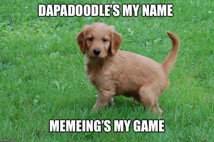 golden doodle | DAPADOODLE’S MY NAME; MEMEING’S MY GAME | image tagged in golden doodle | made w/ Imgflip meme maker
