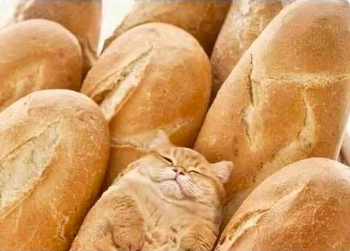 Baguette Cat Hide Blank Meme Template