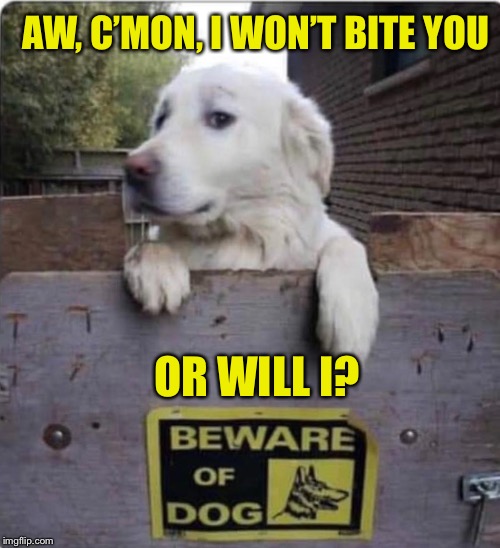 Trust me | AW, C’MON, I WON’T BITE YOU; OR WILL I? | image tagged in beware,puppy,dog,funny memes | made w/ Imgflip meme maker