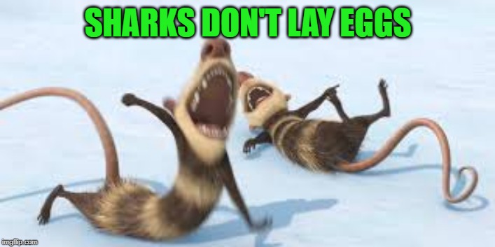 crash and eddie laughing | SHARKS DON'T LAY EGGS | image tagged in crash and eddie laughing | made w/ Imgflip meme maker