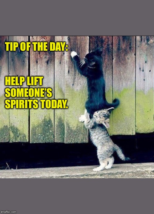 TIP OF THE DAY:; HELP LIFT SOMEONE’S SPIRITS TODAY. | image tagged in tip of the day,help lift someones spirits,today,cats helping cats,cat holding cat,cats | made w/ Imgflip meme maker