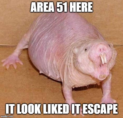 naked mole rat | AREA 51 HERE; IT LOOK LIKED IT ESCAPE | image tagged in naked mole rat | made w/ Imgflip meme maker