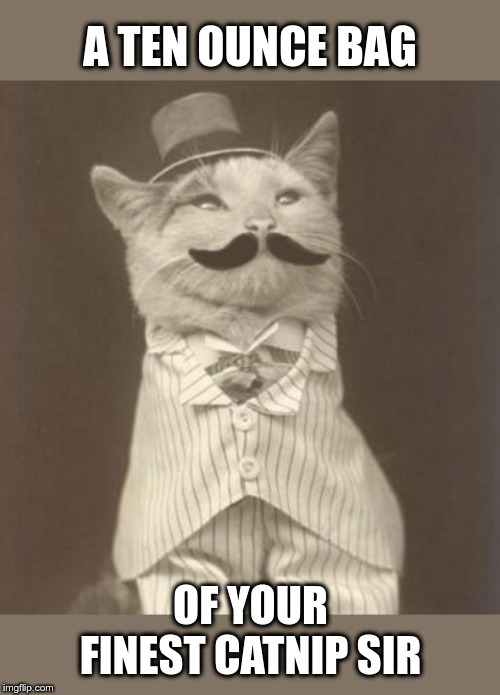 Catnip Cat | A TEN OUNCE BAG; OF YOUR FINEST CATNIP SIR | image tagged in catnip,cats,catnip cat,cats funny,lolcats | made w/ Imgflip meme maker