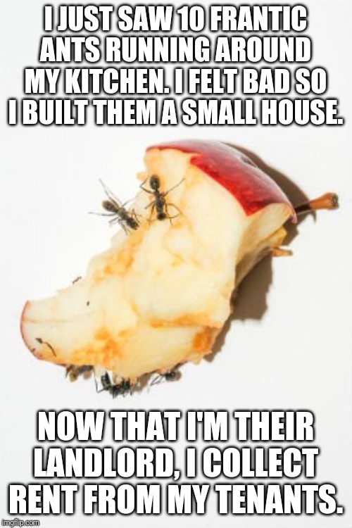 I JUST SAW 10 FRANTIC ANTS RUNNING AROUND MY KITCHEN. I FELT BAD SO I BUILT THEM A SMALL HOUSE. NOW THAT I'M THEIR LANDLORD, I COLLECT RENT FROM MY TENANTS. | image tagged in dad joke,reddit | made w/ Imgflip meme maker