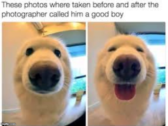 Cute doggo | image tagged in cute dog | made w/ Imgflip meme maker