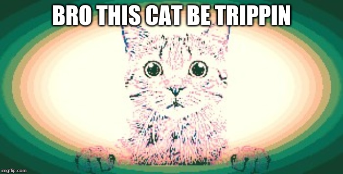 BRO THIS CAT BE TRIPPIN | image tagged in cats,cute cat,trip,memes,meme | made w/ Imgflip meme maker