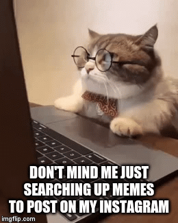 cat searching for memes - Imgflip