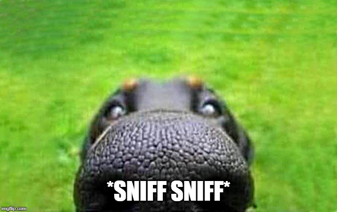 Sense of smell is most closely associated with memory than other senses. What smell brings back a memory for you? Good or bad. | *SNIFF SNIFF* | image tagged in upvote,smell,memories | made w/ Imgflip meme maker