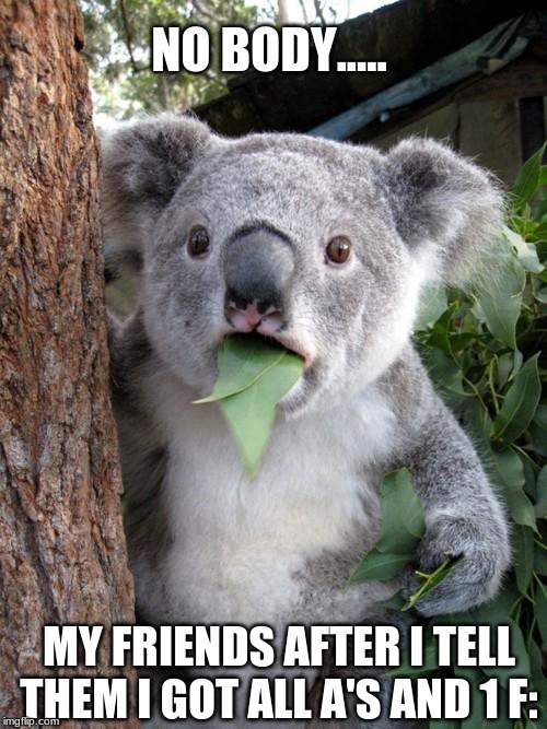 Surprised Koala Meme | NO BODY..... MY FRIENDS AFTER I TELL THEM I GOT ALL A'S AND 1 F: | image tagged in memes,surprised koala | made w/ Imgflip meme maker