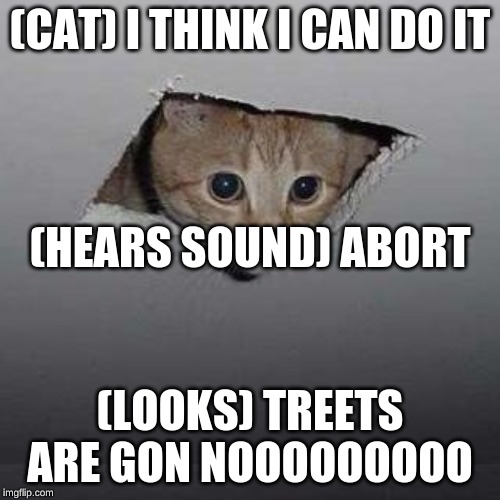 Ceiling Cat Meme | (CAT) I THINK I CAN DO IT; (HEARS SOUND) ABORT; (LOOKS) TREETS ARE GON NOOOOOOOOO | image tagged in memes,ceiling cat | made w/ Imgflip meme maker