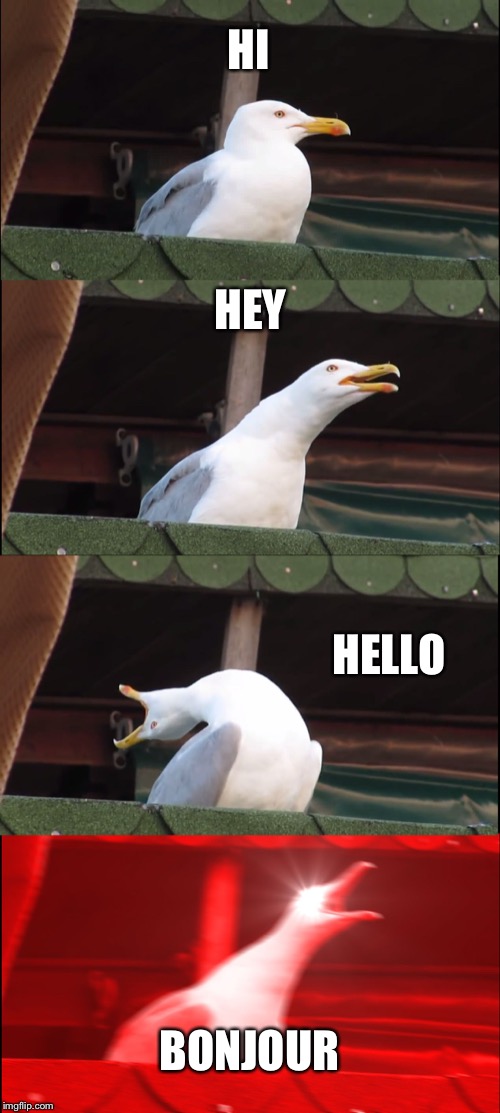 Inhaling Seagull | HI; HEY; HELLO; BONJOUR | image tagged in memes,inhaling seagull | made w/ Imgflip meme maker