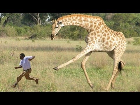 giraffe Blank Meme Template