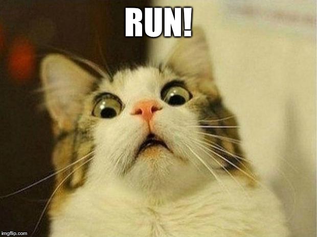 Scared Cat Meme | RUN! | image tagged in memes,scared cat | made w/ Imgflip meme maker