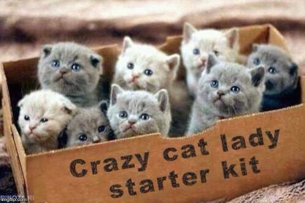 Crazy Cat Lady Starter Kit. | image tagged in cats | made w/ Imgflip meme maker