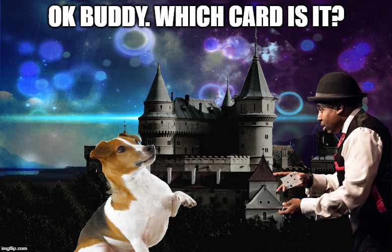 Teaching a Dog New Tricks | OK BUDDY. WHICH CARD IS IT? | image tagged in dog,magic,trick | made w/ Imgflip meme maker