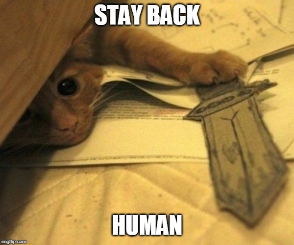 STAY BACK; HUMAN | image tagged in cats,funny cats | made w/ Imgflip meme maker