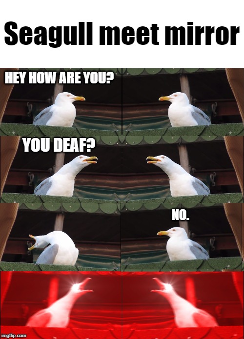 Seagull meet mirror; HEY HOW ARE YOU? YOU DEAF? NO. | image tagged in memes,inhaling seagull | made w/ Imgflip meme maker