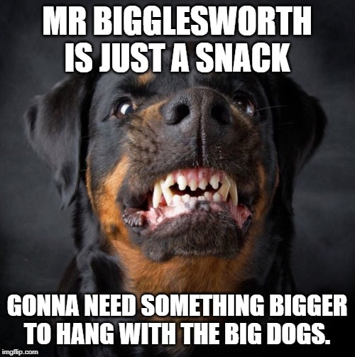 Rottweiler | MR BIGGLESWORTH IS JUST A SNACK GONNA NEED SOMETHING BIGGER TO HANG WITH THE BIG DOGS. | image tagged in rottweiler | made w/ Imgflip meme maker