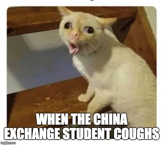 Coughing Cat | WHEN THE CHINA EXCHANGE STUDENT COUGHS | image tagged in coughing cat | made w/ Imgflip meme maker