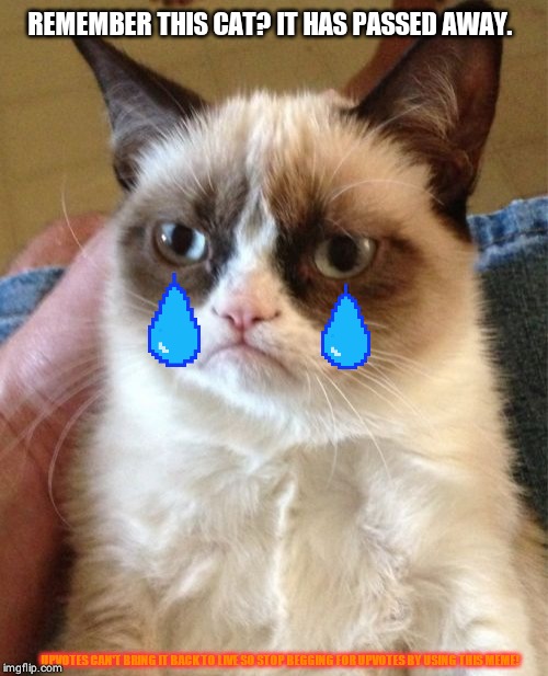 Grumpy Cat | REMEMBER THIS CAT? IT HAS PASSED AWAY. UPVOTES CAN'T BRING IT BACK TO LIVE SO STOP BEGGING FOR UPVOTES BY USING THIS MEME! | image tagged in memes,grumpy cat | made w/ Imgflip meme maker