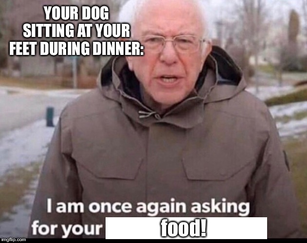 bernie sanders financial support | YOUR DOG SITTING AT YOUR FEET DURING DINNER:; food! | image tagged in bernie sanders financial support | made w/ Imgflip meme maker