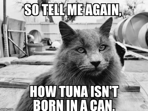 tuna inna can | image tagged in cat humor,cat fun,tuna | made w/ Imgflip meme maker
