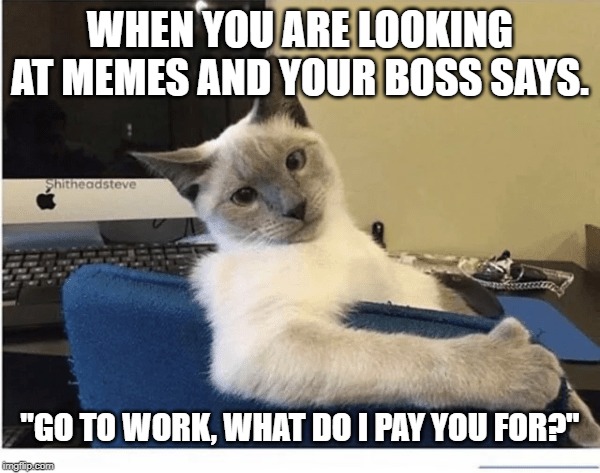 go to work | WHEN YOU ARE LOOKING AT MEMES AND YOUR BOSS SAYS. "GO TO WORK, WHAT DO I PAY YOU FOR?" | image tagged in what do i pay u for,cat humor | made w/ Imgflip meme maker