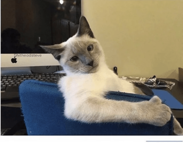 cattitude Blank Template Imgflip cattitude Blank Template Imgflip