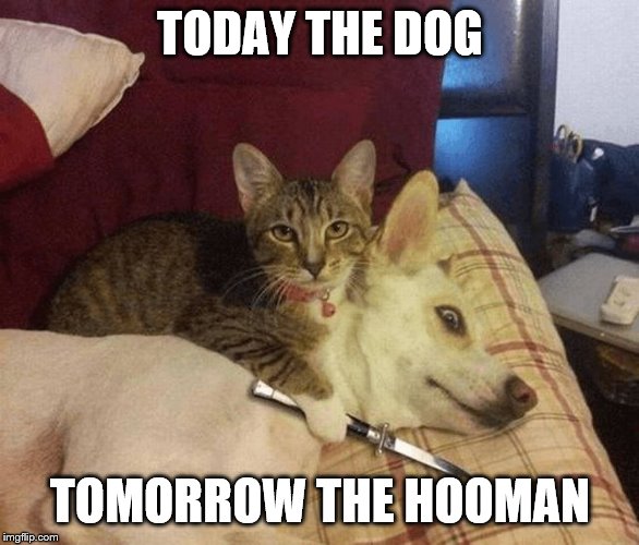 Cat with knife at dog's throat | TODAY THE DOG; TOMORROW THE HOOMAN | image tagged in cat with knife at dog's throat | made w/ Imgflip meme maker