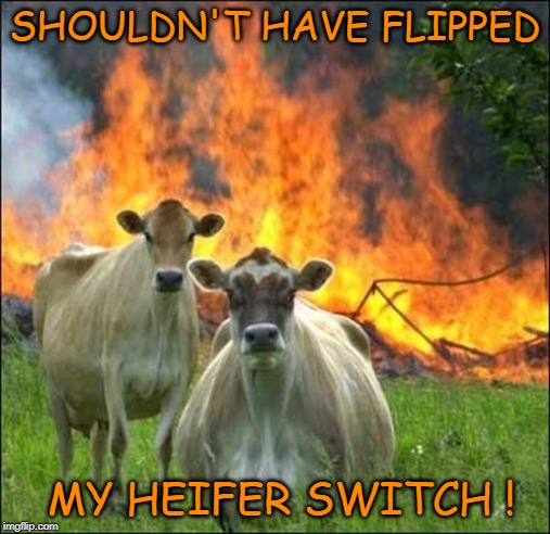 Evil Cows | SHOULDN'T HAVE FLIPPED; MY HEIFER SWITCH ! | image tagged in memes,evil cows | made w/ Imgflip meme maker