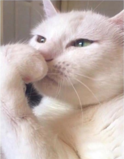 Deep Thoughts White Cat Blank Meme Template
