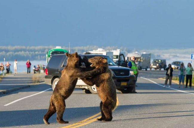 High Quality Fighting bears on the road Blank Meme Template