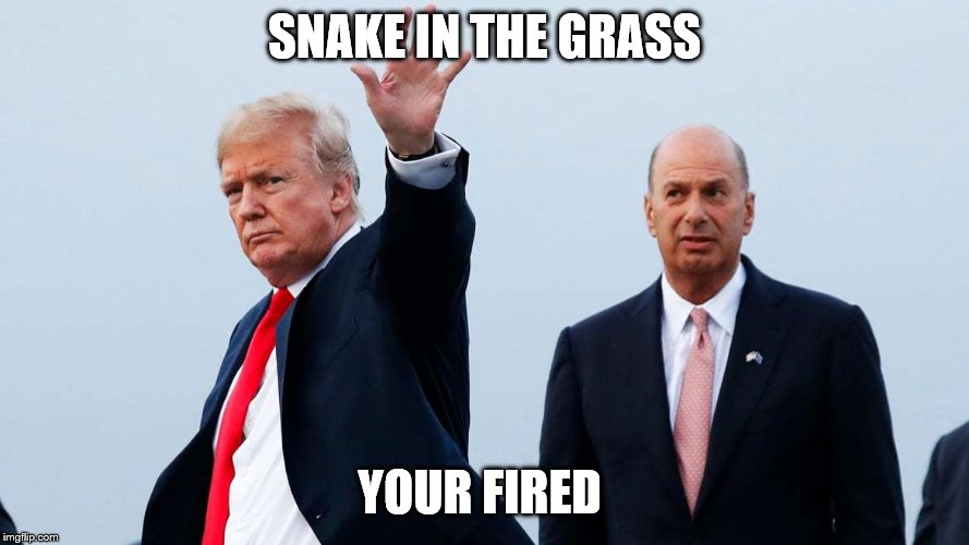 Snake in the Grass | SNAKE IN THE GRASS; YOUR FIRED | image tagged in donald trump | made w/ Imgflip meme maker