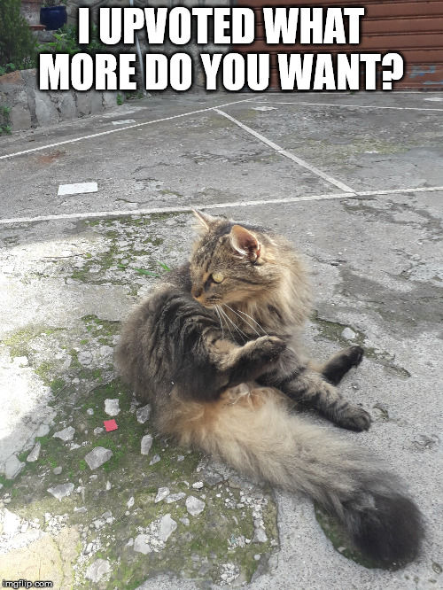 What do you want?? | I UPVOTED WHAT MORE DO YOU WANT? | image tagged in what do you want | made w/ Imgflip meme maker