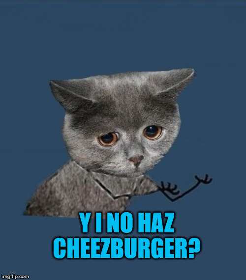Y u no sad cat | Y I NO HAZ CHEEZBURGER? | image tagged in y u no sad cat | made w/ Imgflip meme maker