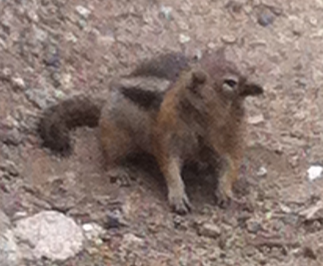 confused chipmunk Blank Meme Template