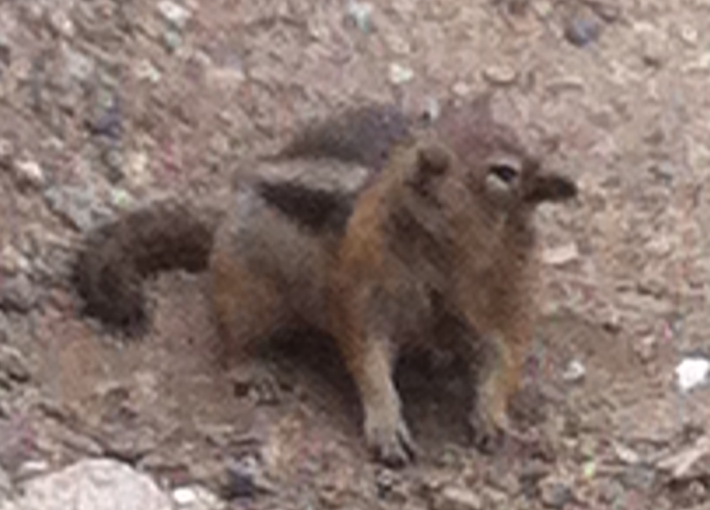 High Quality confused chipmunk Blank Meme Template