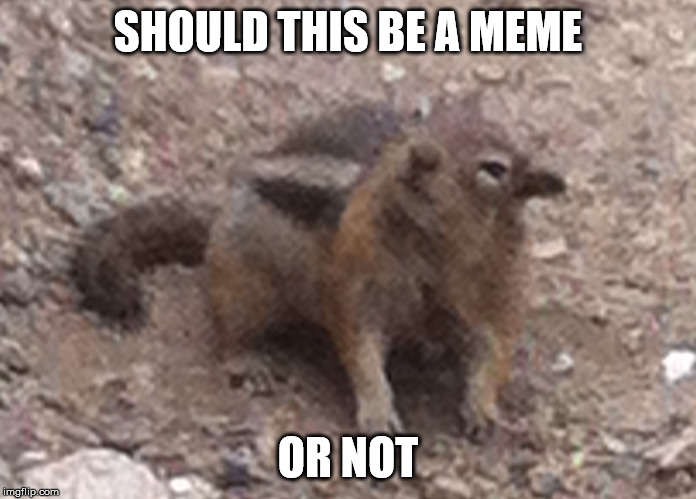confused chipmunk | SHOULD THIS BE A MEME; OR NOT | image tagged in confused chipmunk | made w/ Imgflip meme maker