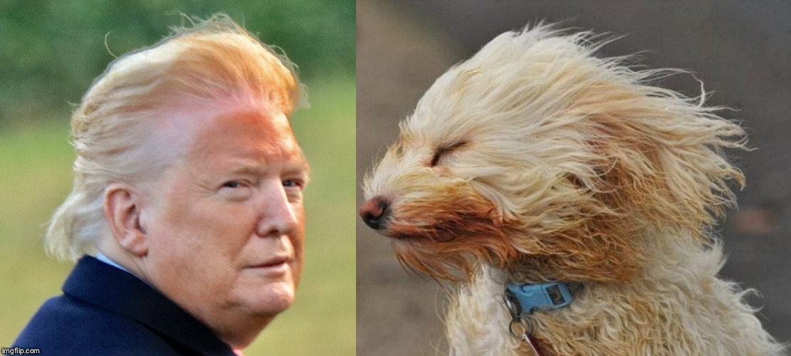 Trump and Twin | image tagged in trump | made w/ Imgflip meme maker