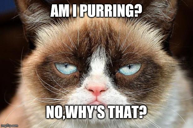 Grumpy Cat Not Amused | AM I PURRING? NO,WHY'S THAT? | image tagged in memes,grumpy cat not amused,grumpy cat | made w/ Imgflip meme maker