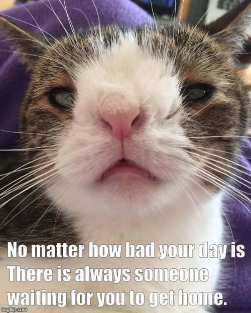 waiting for you | image tagged in cat humor,lonely cat | made w/ Imgflip meme maker