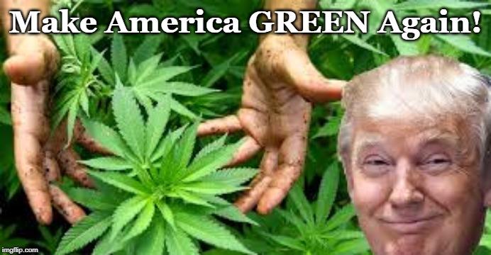 Marijuana Making America Green Again 25000 and counting Uses  | Make America GREEN Again! | image tagged in marijuana making america green again 25000 and counting uses | made w/ Imgflip meme maker