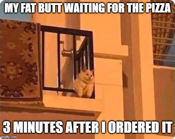 my fat butt | MY FAT BUTT WAITING FOR THE PIZZA; 3 MINUTES AFTER I ORDERED IT | image tagged in fat cat,pizza,cat fun | made w/ Imgflip meme maker