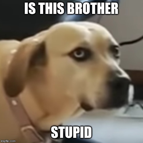 what are you doing | IS THIS BROTHER STUPID | image tagged in what are you doing | made w/ Imgflip meme maker