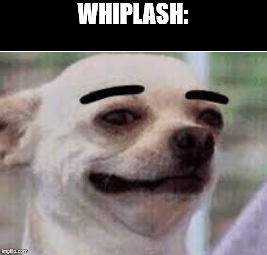 Thick eyebrows dog | WHIPLASH: | image tagged in thick eyebrows dog | made w/ Imgflip meme maker