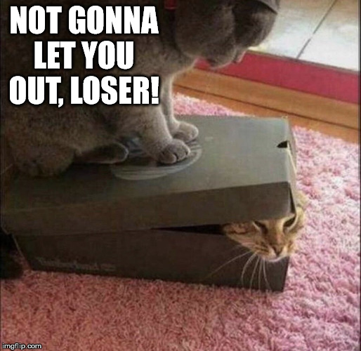 NOT GONNA LET YOU OUT, LOSER! | image tagged in cats,asshole | made w/ Imgflip meme maker